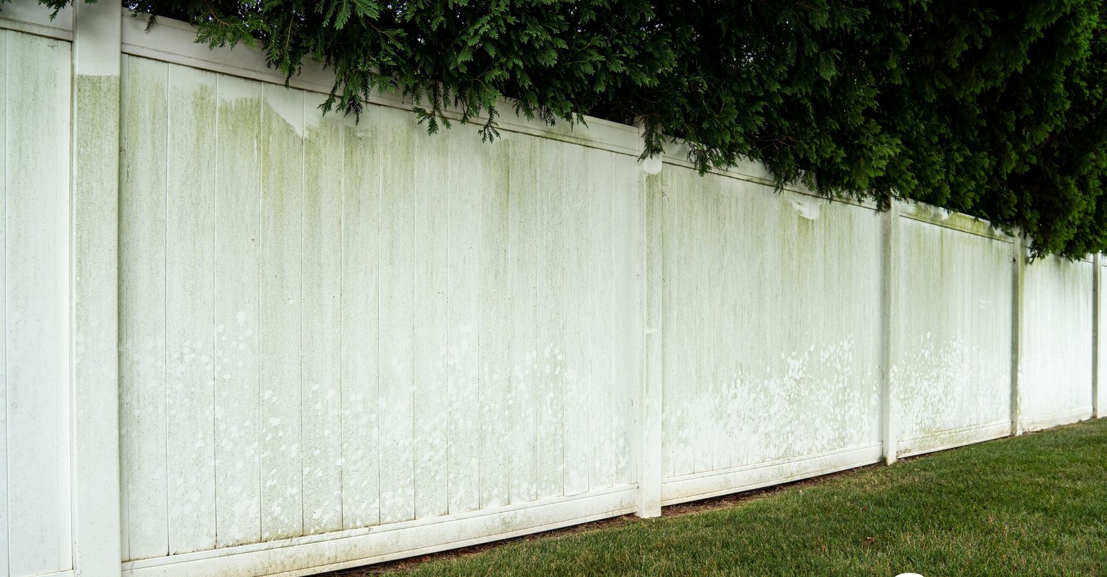 Before: Green mildew removed from a vinyl privacy fence